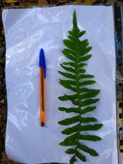 Polypodium