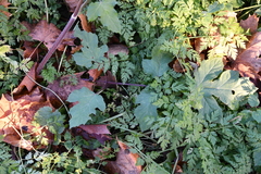 Heracleum sphondylium sibiricum
