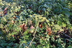 Heracleum sphondylium sibiricum