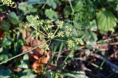 Heracleum sphondylium sibiricum