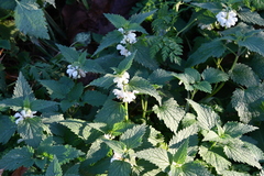 Lamium album