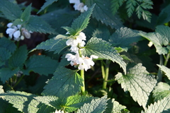 Lamium album