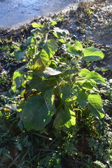 Arctium tomentosum