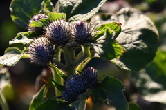 Arctium tomentosum