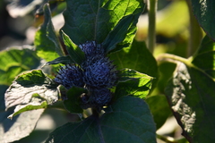 Arctium tomentosum