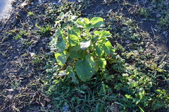 Arctium tomentosum
