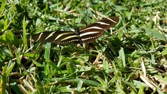 Heliconius charithonia