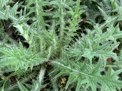 Cirsium vulgare