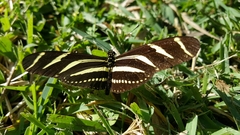 Heliconius charithonia
