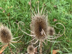 Dipsacus fullonum