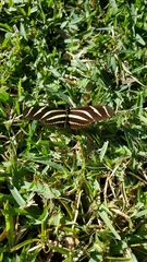 Heliconius charithonia