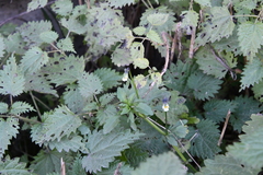 Urtica dioica