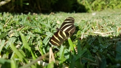 Heliconius charithonia