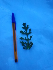Jacobaea vulgaris