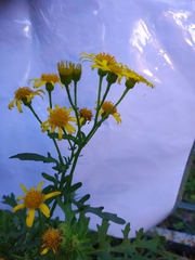 Jacobaea vulgaris