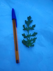 Jacobaea vulgaris