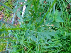 Jacobaea vulgaris
