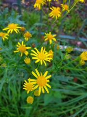 Jacobaea vulgaris