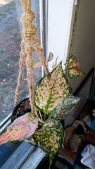 Aglaonema modestum