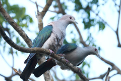 Ducula aenea pusilla