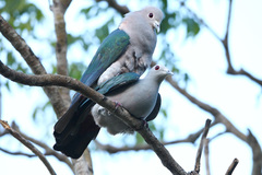 Ducula aenea pusilla