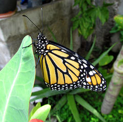 Danaus plexippus