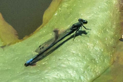 Pseudagrion draconis