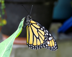 Danaus plexippus
