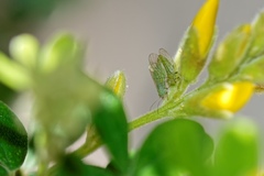 Acizzia jamatonica