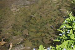 Potamogeton coloratus