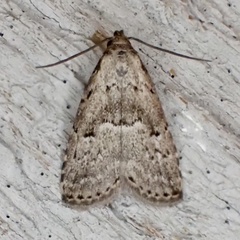 Hypenodes franclemonti