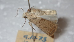Caradrina clavipalpis