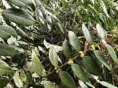 Lasianthus curtisii