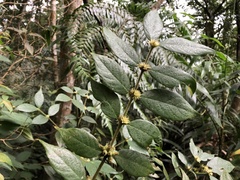 Lasianthus curtisii