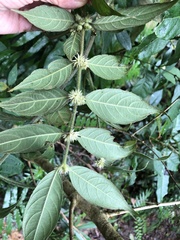 Lasianthus curtisii