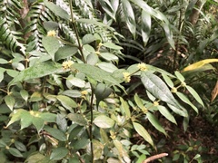 Lasianthus curtisii