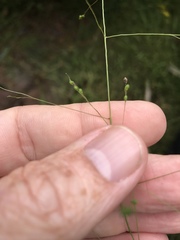 Kellochloa verrucosa