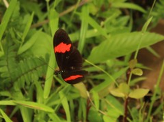 Heliconius erato hydara