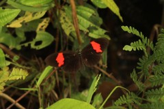 Heliconius erato hydara