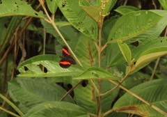 Heliconius erato hydara