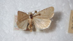 Caradrina clavipalpis