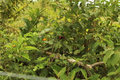 Heliconius erato hydara