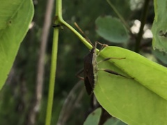 Amorbini