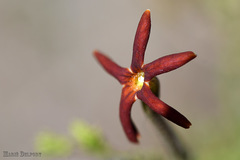 Jamesbrittenia atropurpurea