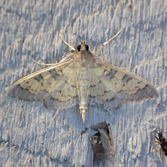 Diacme elealis