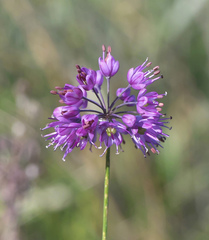 Allium thunbergii