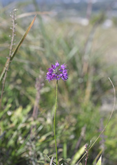 Allium thunbergii