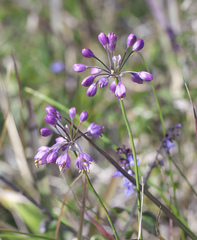 Allium thunbergii
