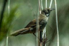 Bradypterus baboecala