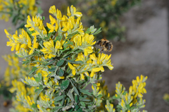 Genista canariensis